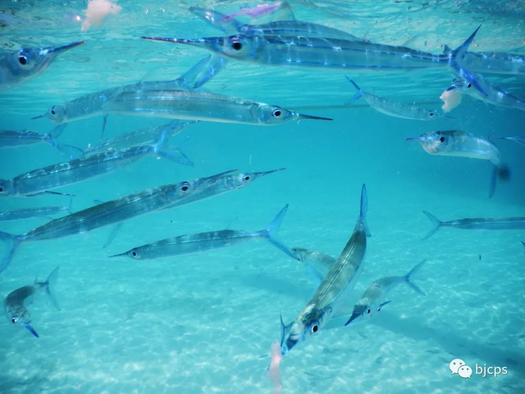 塞班岛免签政策45天还是14天,为什么塞班岛免签