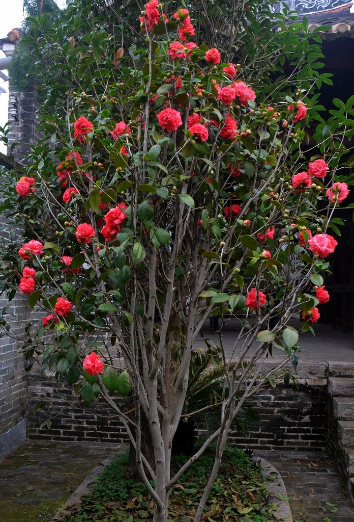 20种吉祥的花,20种年宵花高端又大气