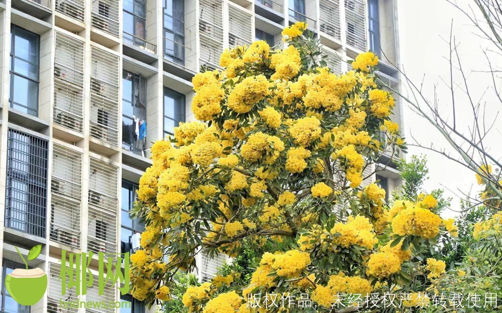 过敏性鼻炎应对4句口诀,一到春天就犯过敏性鼻炎专家支招