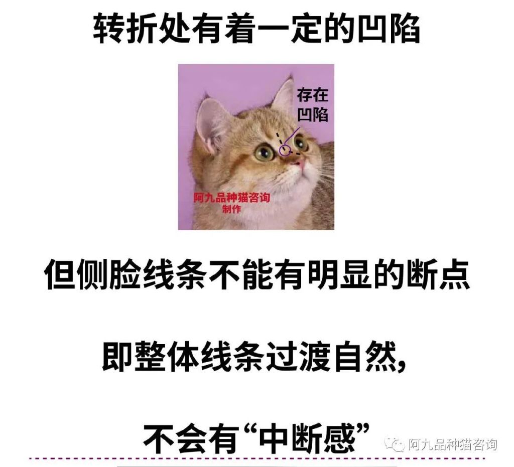 英短重点鼻子是什么样，英短鼻子有块黑色，英短猫是不是扁平鼻