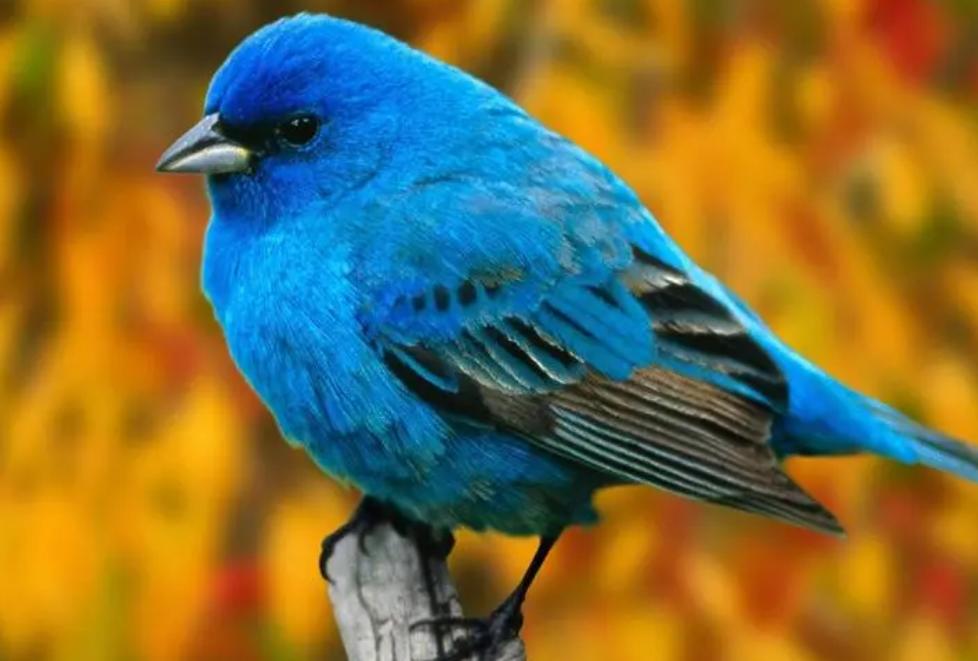 蚊子怕什么的昆虫,蚊子最怕什么动物的害虫