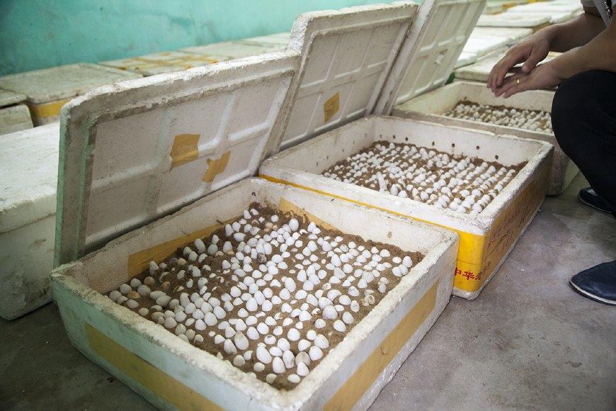 被五步蛇咬了多久能好,被五步蛇咬后退五步会解毒吗