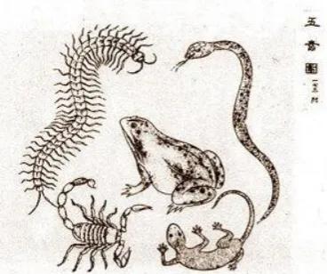 端午节传统节日来历和习俗手抄报,端午节的赛龙舟来历和习俗是什么