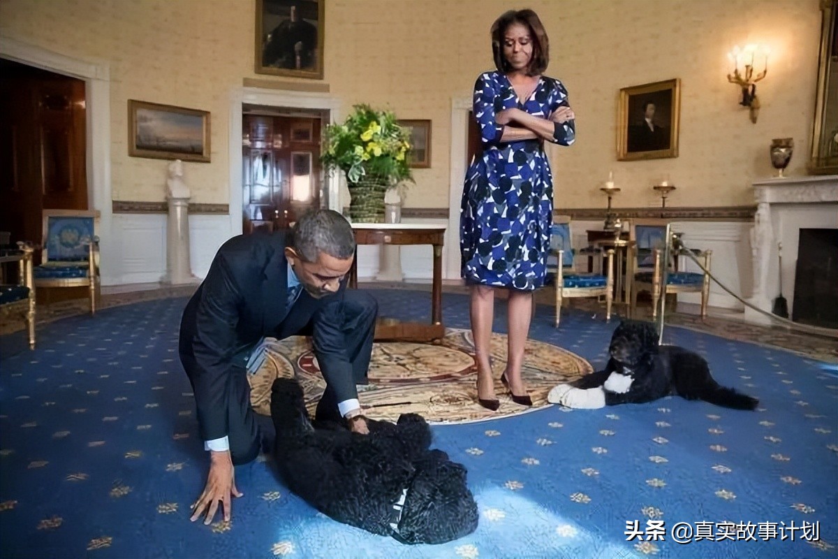 宠猫宠狗的最高境界，送它们去从政