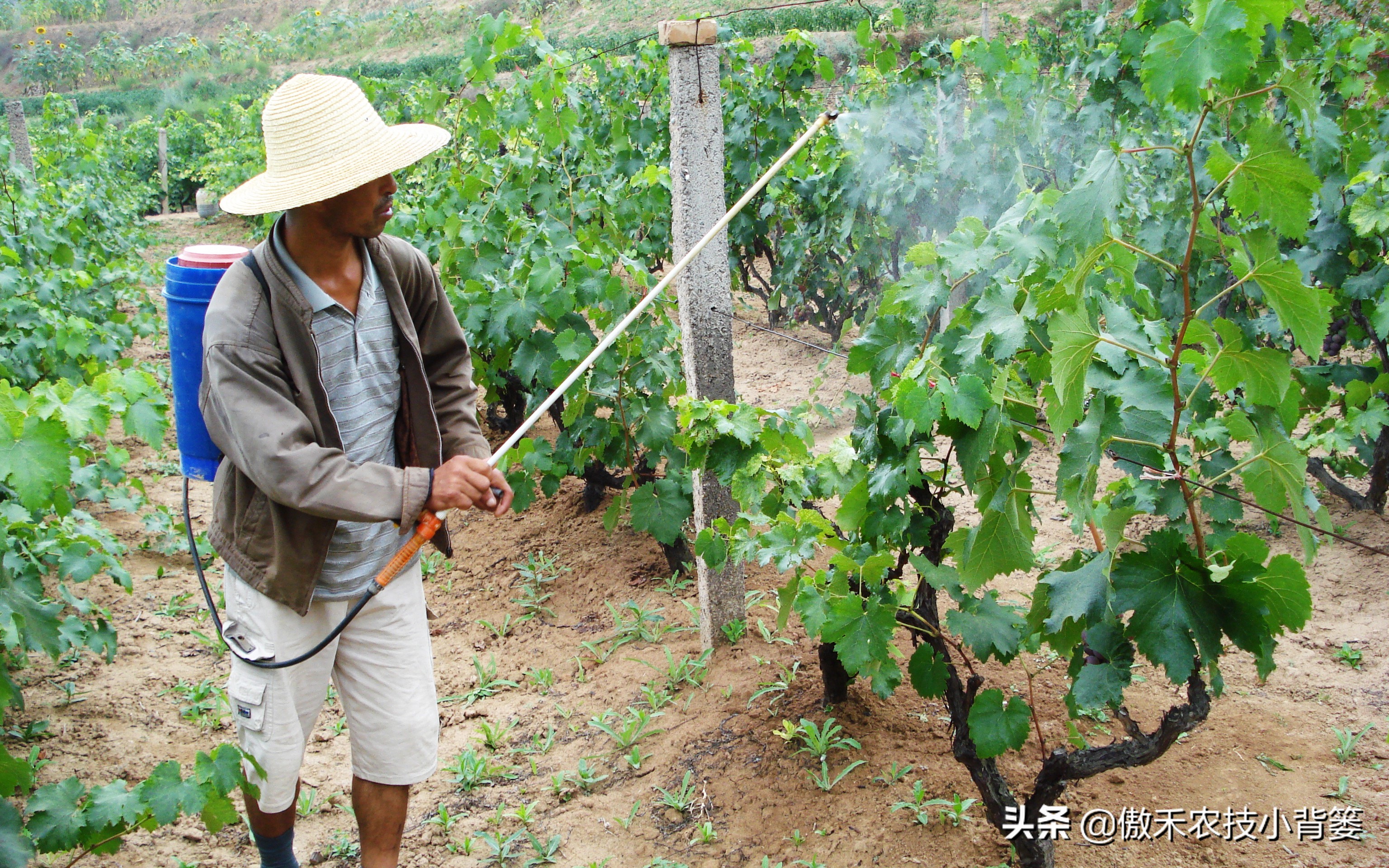 怎样让葡萄长势又好产量又高？春季果园管理重点抓好这5点