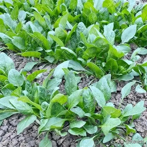 4月可以种植什么绿叶蔬菜,四月适合种植的绿叶蔬菜有哪些
