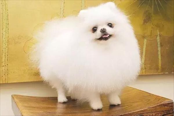 博美公狗好一点还是母狗好一点,博美公狗好还是母的好