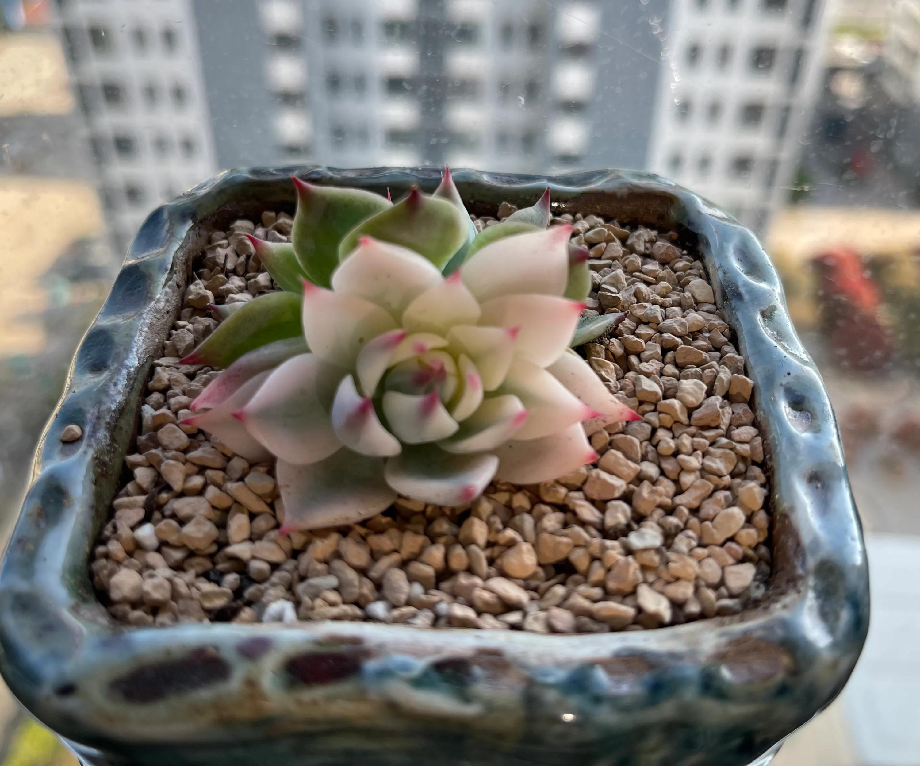 我不是大神网游,我不是大神全部小说集