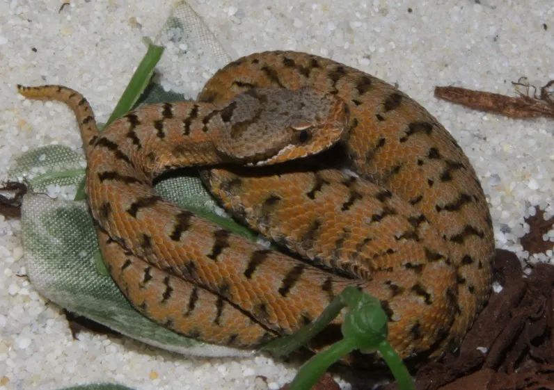 「原来欧洲有这么多种蛇？！」偷师卡塞尔的豢龙大师·下