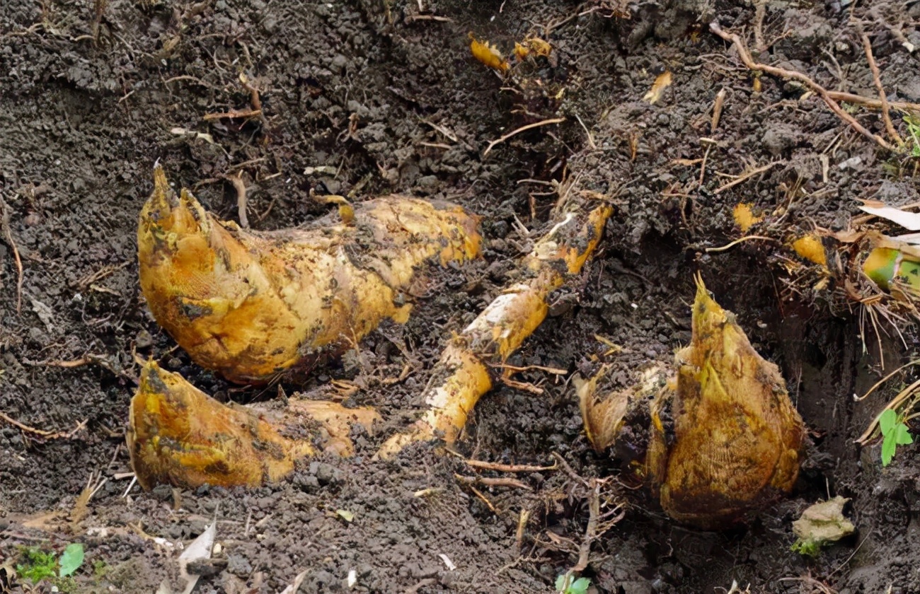 冬笋的保存方法视频,冬笋的保存方式