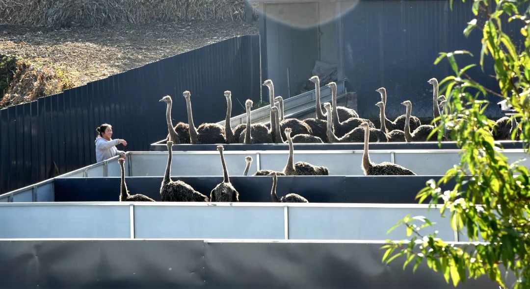 迎接党的20大美术作品,喜迎二十大乡村摄影展