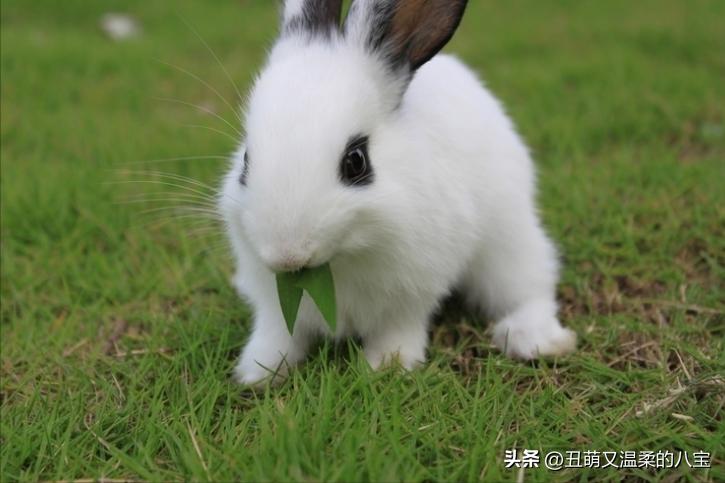 兔子眼睛发炎流泪用什么药,兔子一只眼睛流泪用什么药