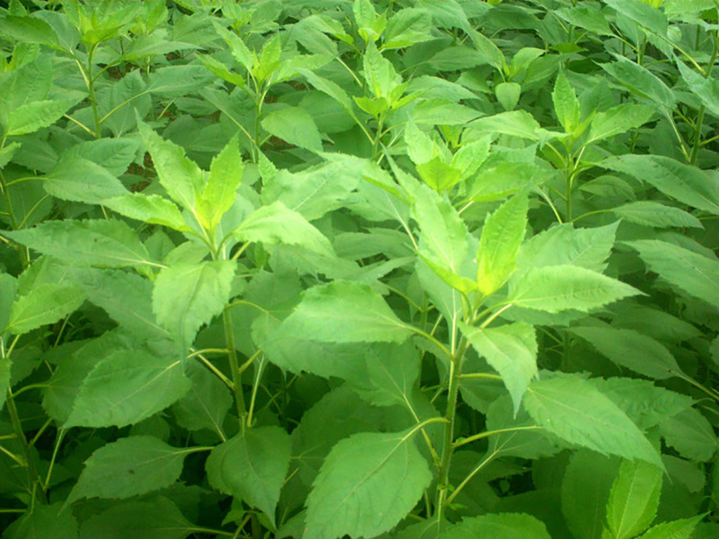 洋姜属于姜入侵物种吗,失败的入侵物种洋姜