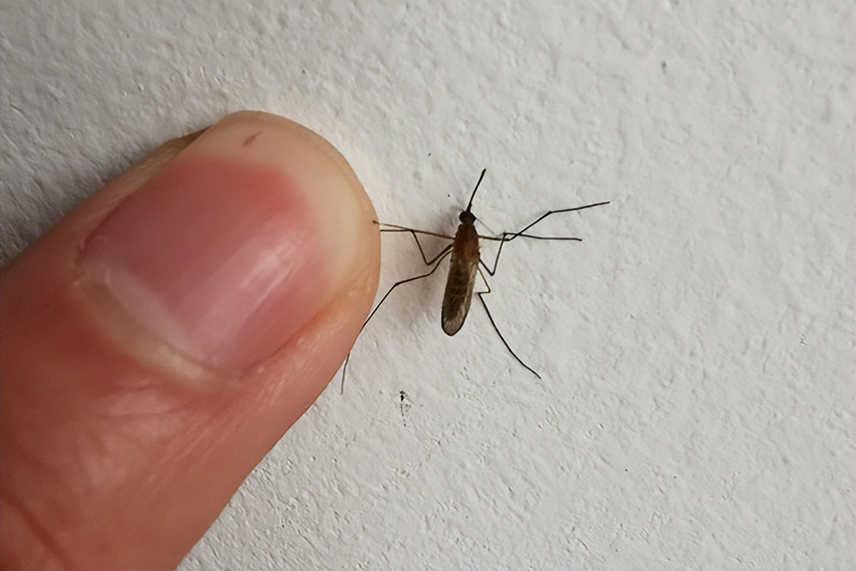 用怎么样驱蚊才能不让蚊子咬自己,怎么有效驱蚊避免蚊子咬