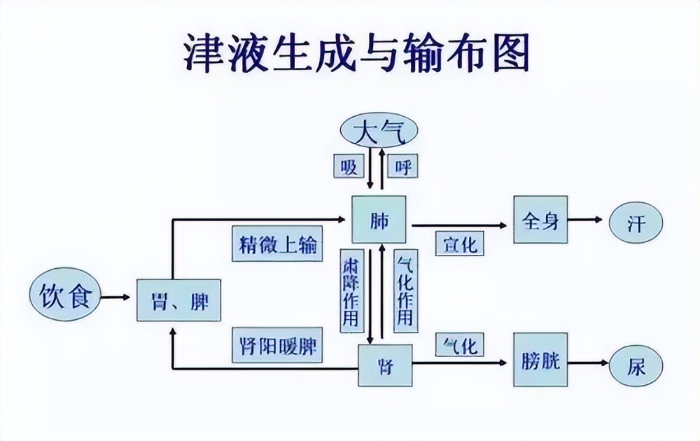 中医如何治糖尿病脾肝肾阳虚,中医治疗糖尿病引起的肝肾损伤