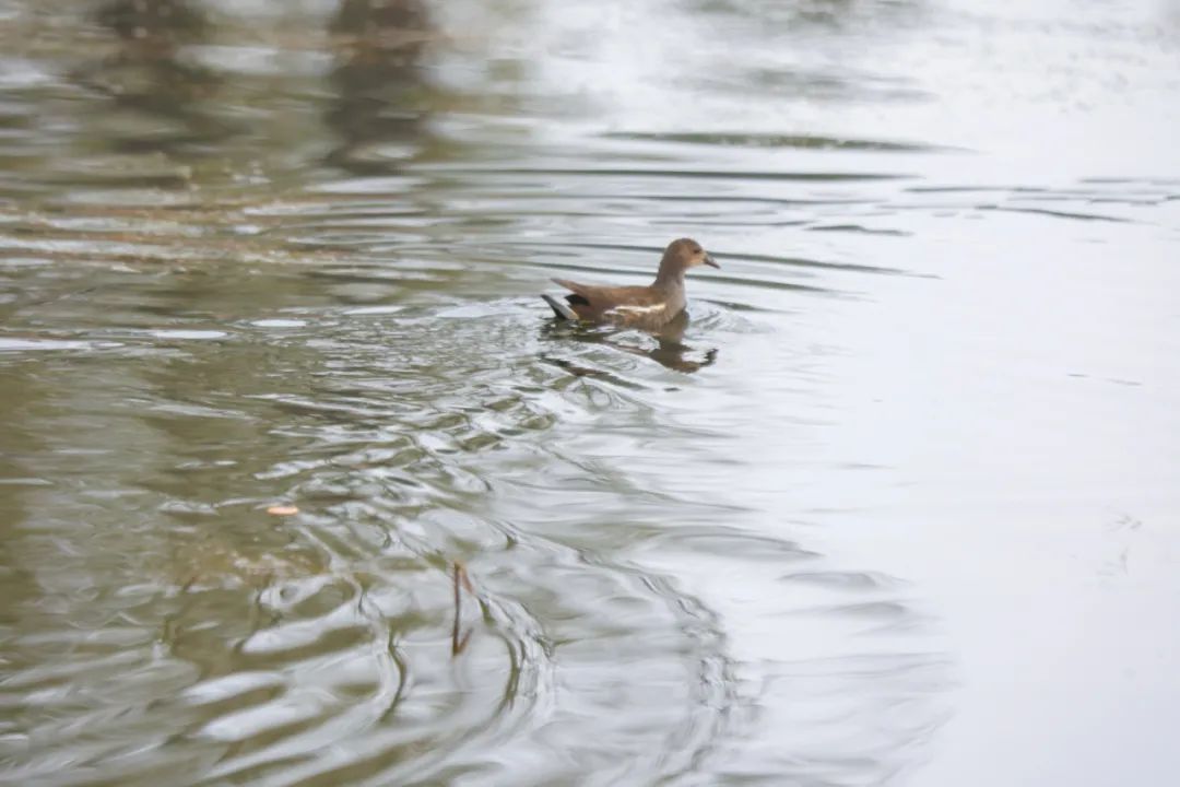 诗词里的校园,春日校园美景诗句