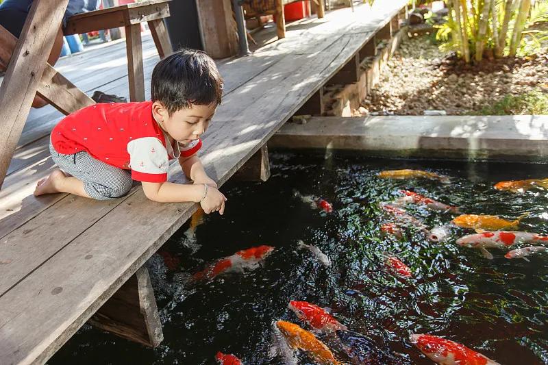 最好养的观赏鱼冷水鱼有哪些中型,冷水鱼有哪些观赏鱼比较好看