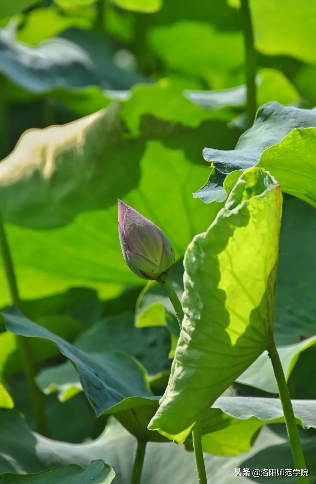 洛师好考吗,洛师最好的专业