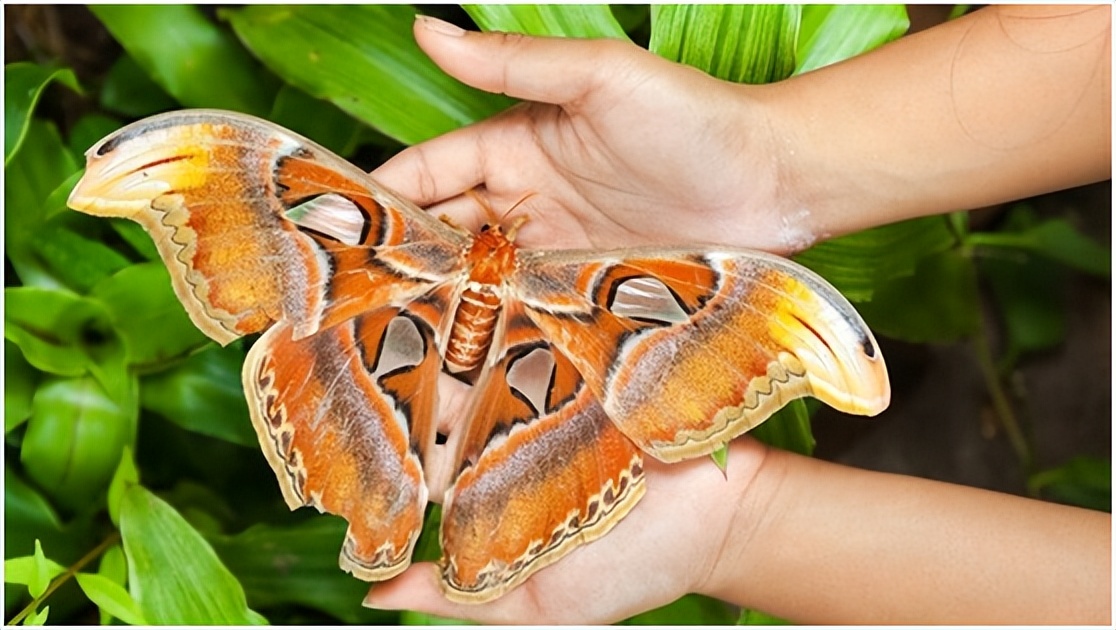 世界最大的飞蛾,最大的青色飞蛾