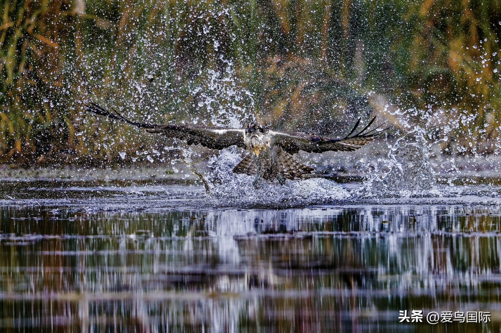 2024观鸟大年,观鸟大年介绍