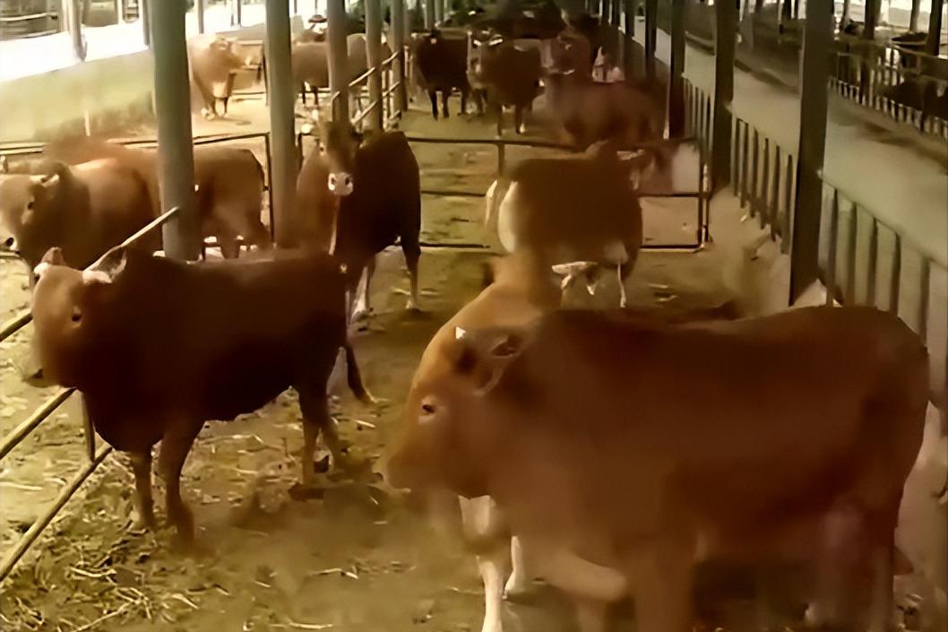 一只黄牛犊养一年能赚多少钱,养10头母黄牛一年赚多少钱