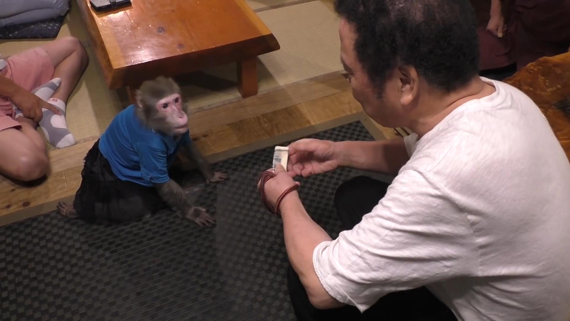 柴犬当便利店店员,柴犬开便利店视频