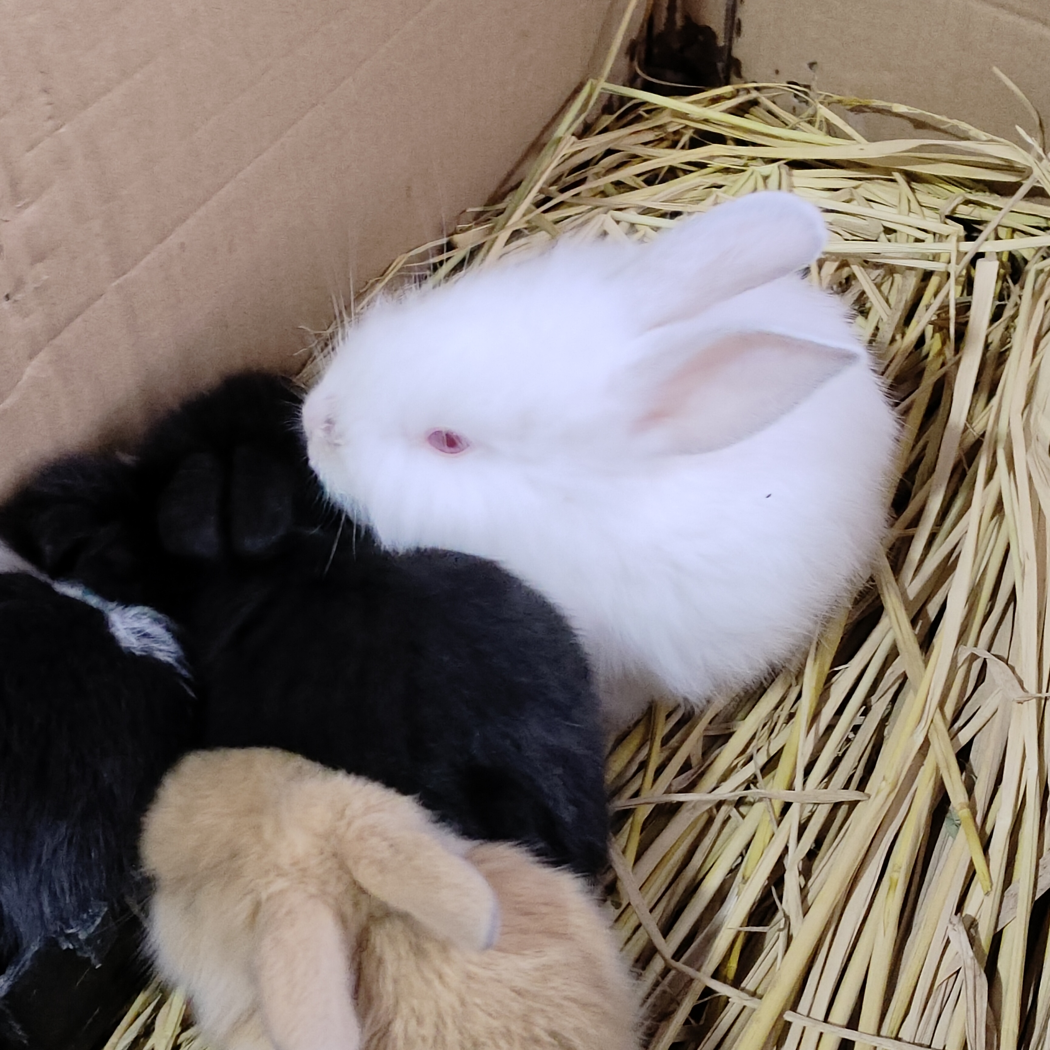 广西花鸟市场和南宁花鸟市场,广西平果花鸟市场在哪里