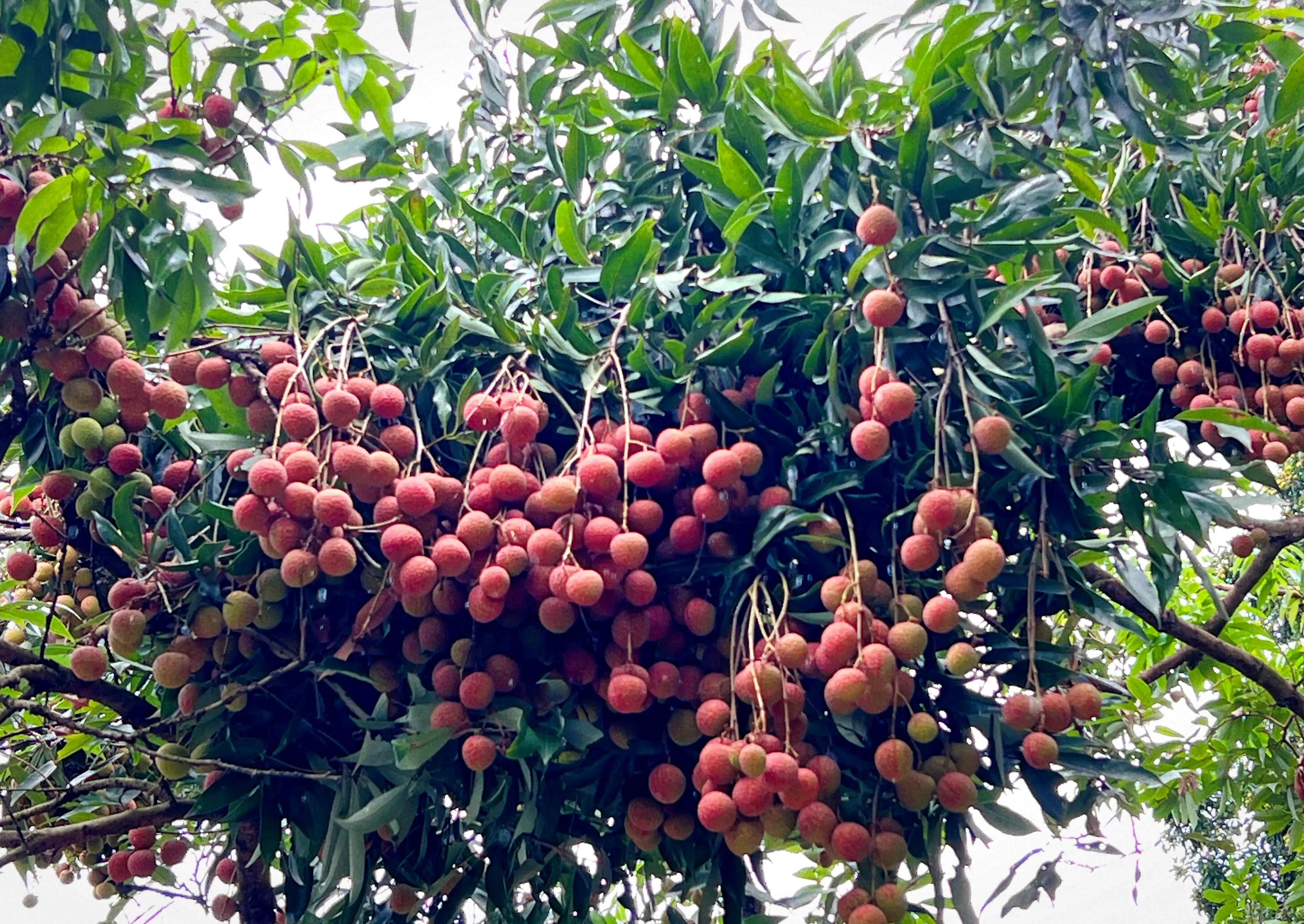 “水晶细嚼甜于蜜,满口生香玉露漙”,夏日里的荔枝又鲜又红又甜