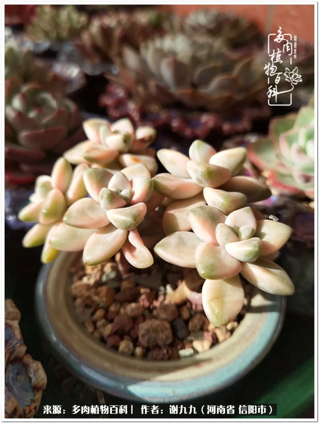 与多肉植物在一起的感怀,与多肉同行