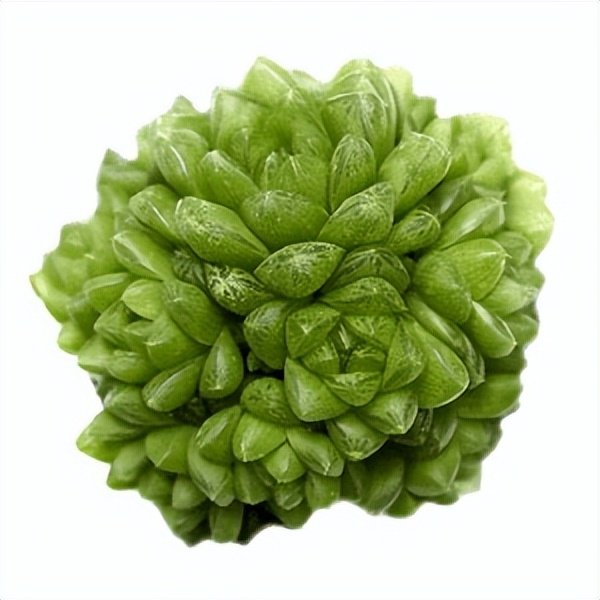 102个大类近500个多肉植物图片，都极其美丽，建议在家中也养一盆