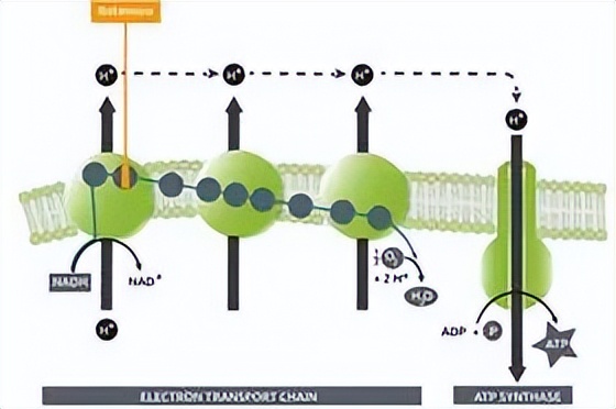 昆明纳瑞丨「Nanolive」在群体水平上描述单个细胞的特征