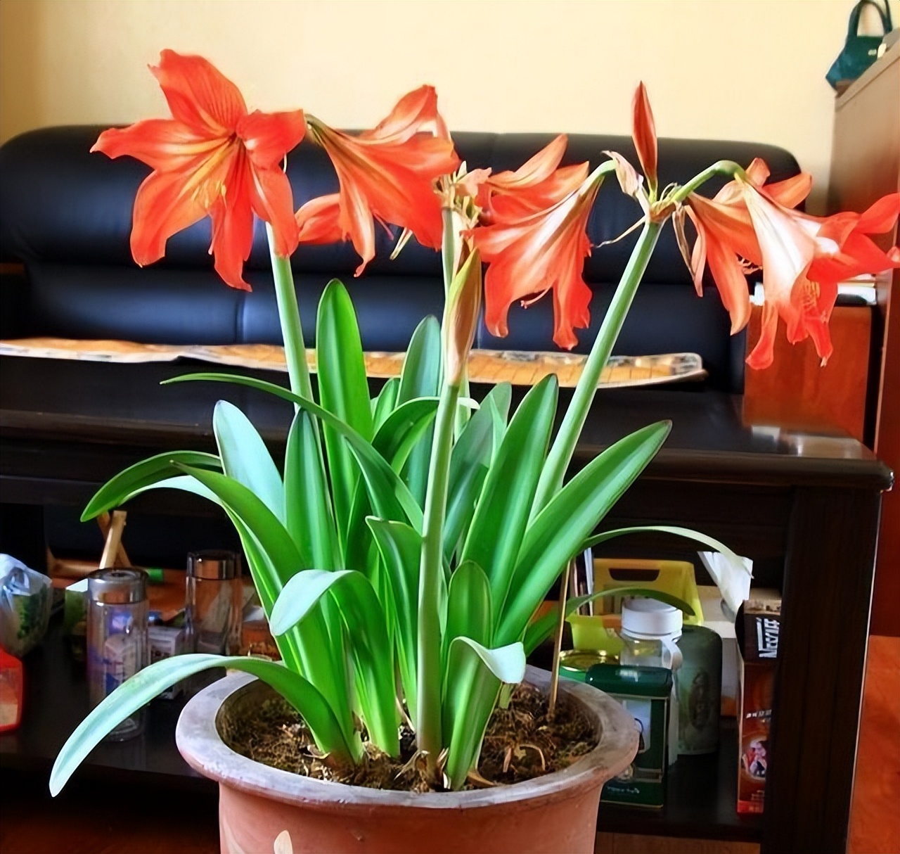 过期的各种药片混在一起浇花好吗,四种过期药片可以浇花