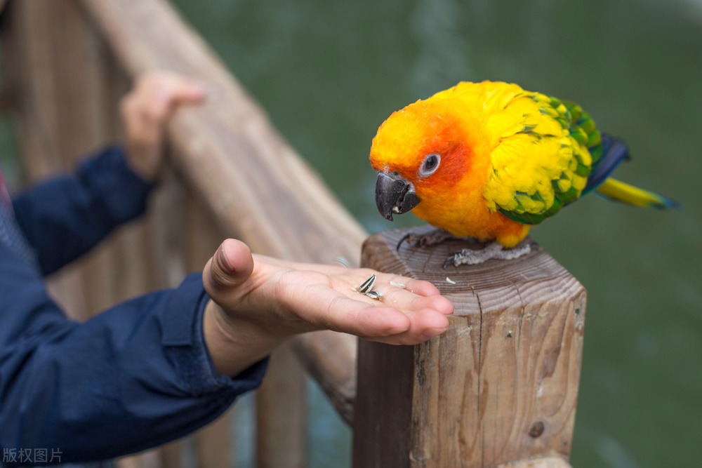 鹦鹉突然死掉原因,鹦鹉幼鸟突然死了原因