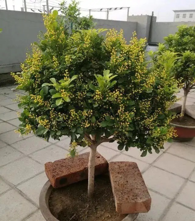 米兰花怎么养护才能开得更好,米兰花四季常绿吗