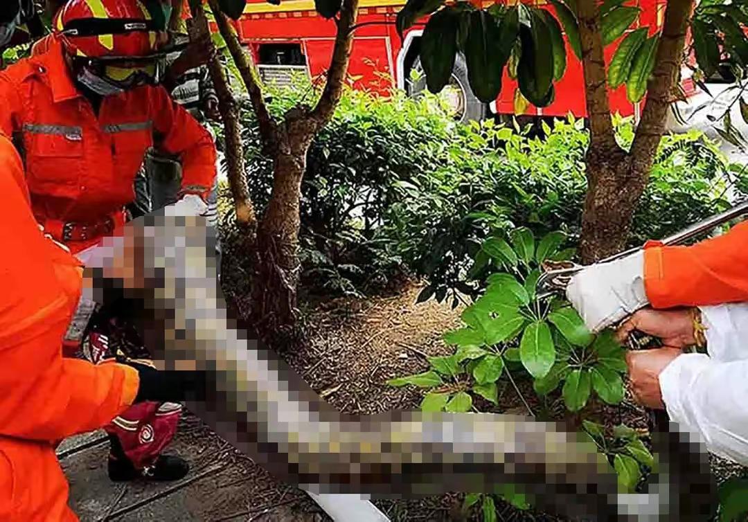 银环蛇是中国最毒的毒蛇吗,十堰发现白头蝰蛇