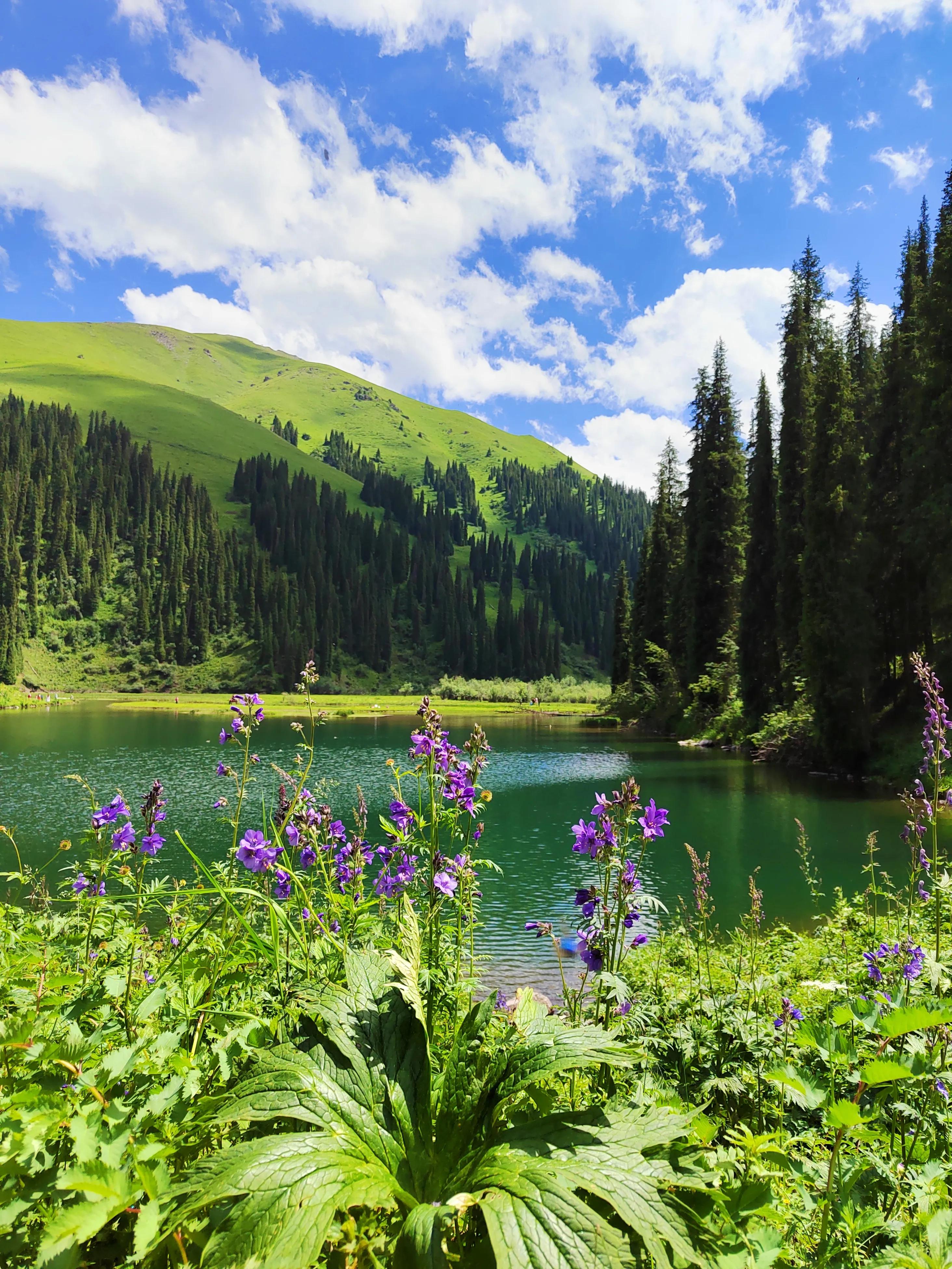 穿越森林探险视频,穿越森林探险之旅