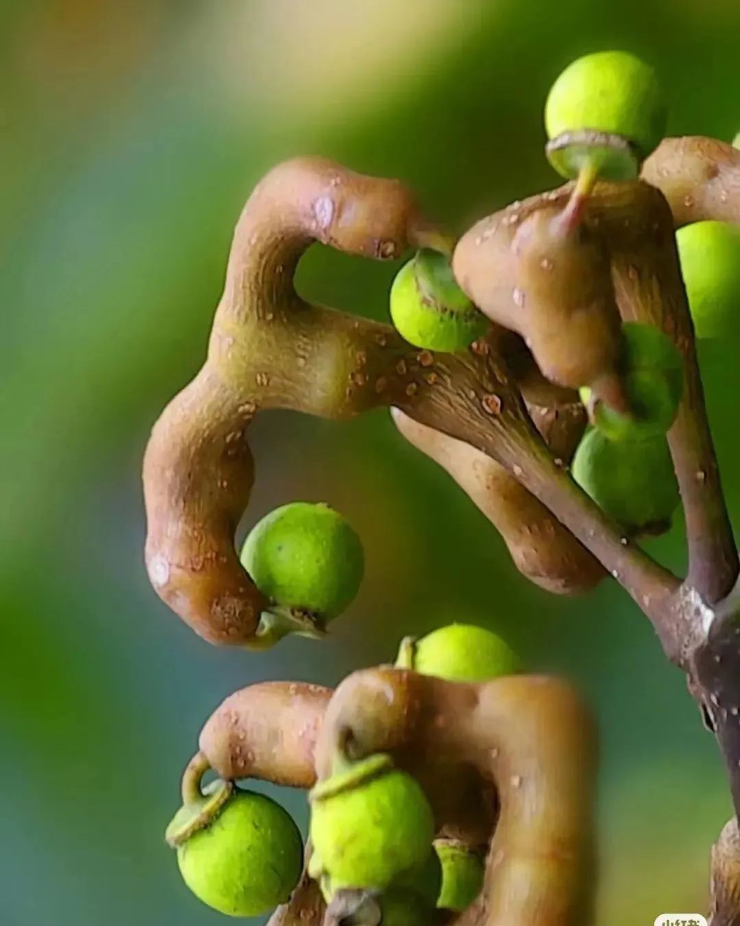 葛根枳椇软胶囊解酒药,葛根枳椇解酒药管用不