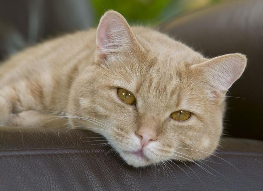 铲屎官不绝育的公猫应对案例,公猫绝育的好坏