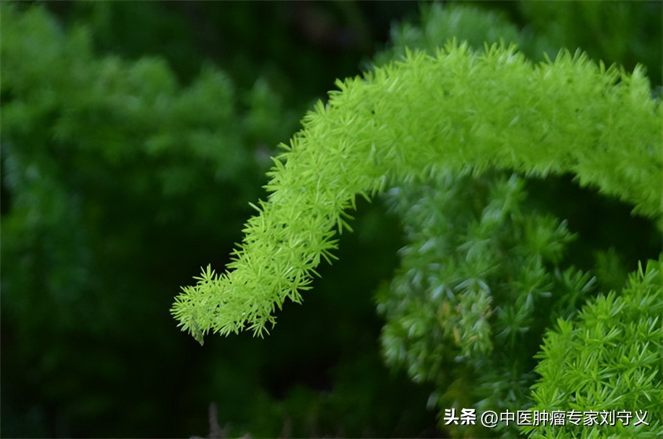 天门冬泡水喝性寒怎么配中药,天冬和什么煲汤好治咳嗽
