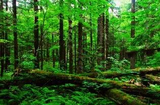 挖参故事结局,挖参奇遇