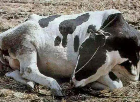 母牛突然在圈里跳来跳去是怎么了,母牛突然倒了站不起来怎么回事