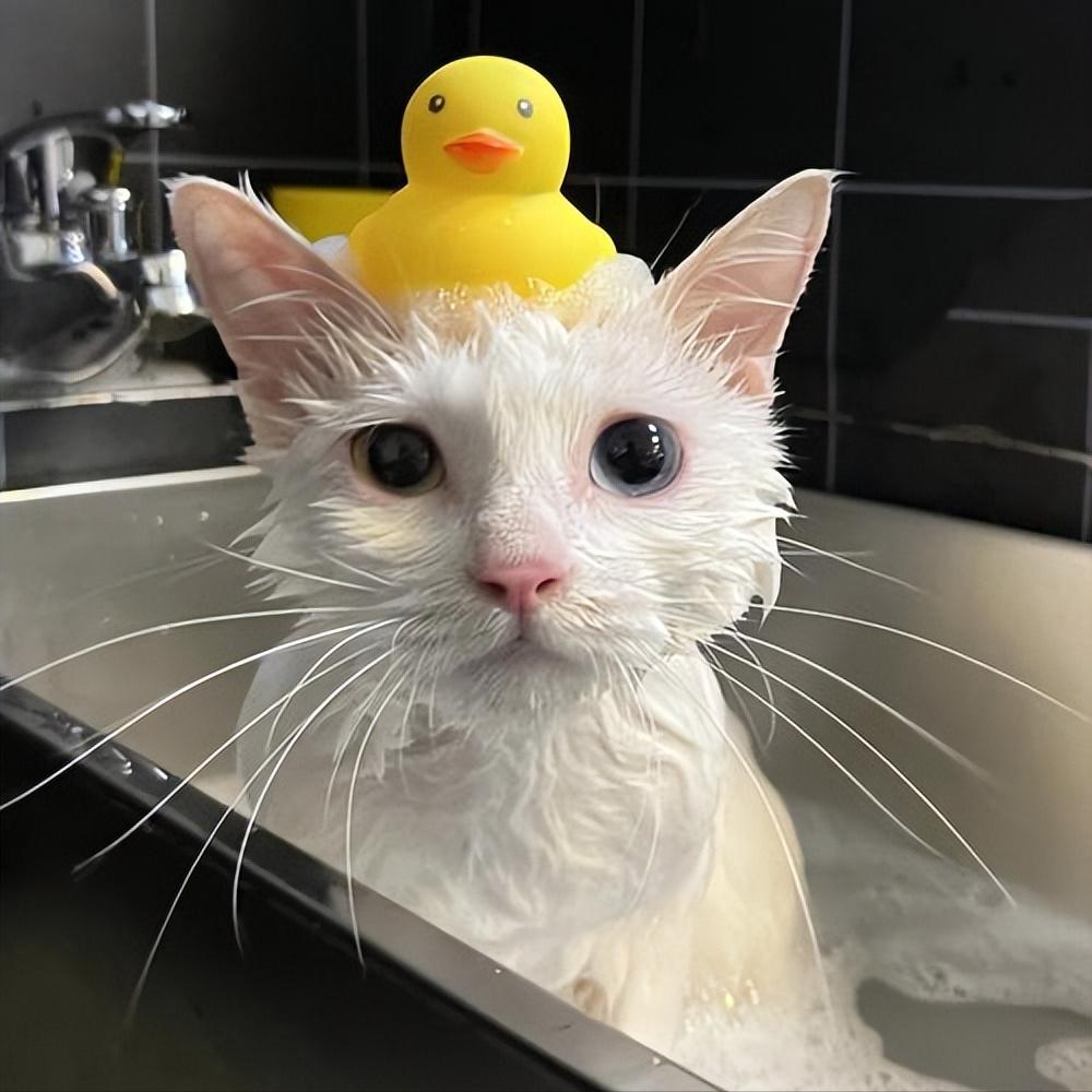 什么原因会造成猫咪毛发越来越黄,猫咪毛发颜色变黄了怎么办