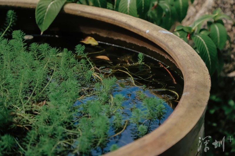 深圳市国际园林花卉博览园,深圳国际园林花卉博览园有何特色