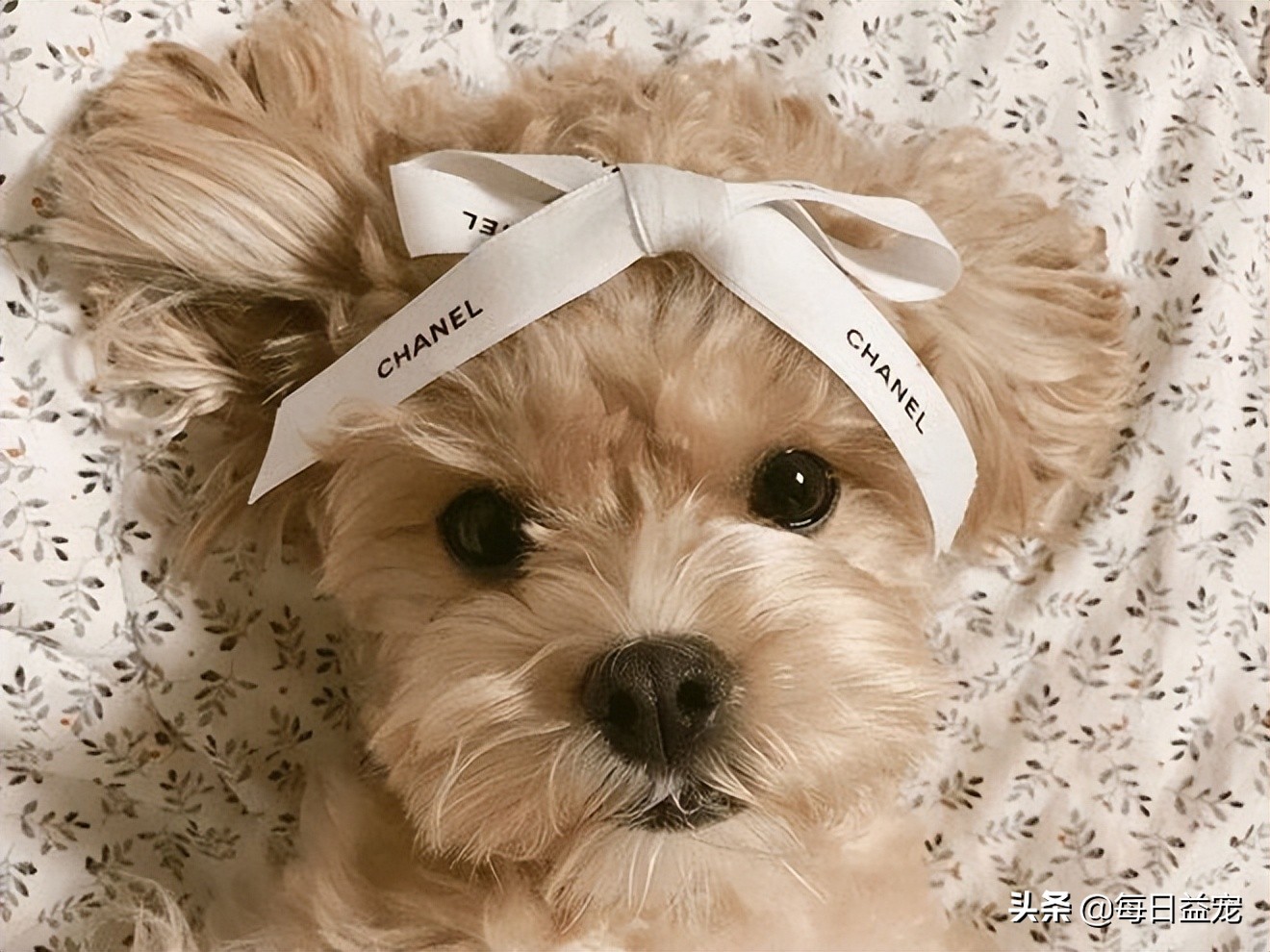 如何正确的纠正泰迪狗狗挑食,泰迪狗挑食怎么办最有效的方法