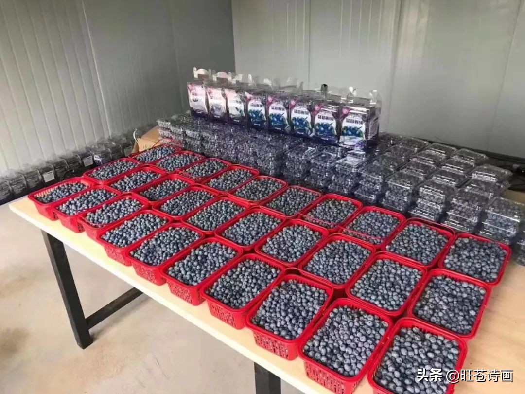 “蓝”不住的“莓”好！旺苍木门蓝莓基地明天开园（文中有福利）