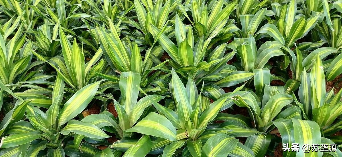 居家宜放什么绿植比较好,居家客厅适合摆放什么绿植