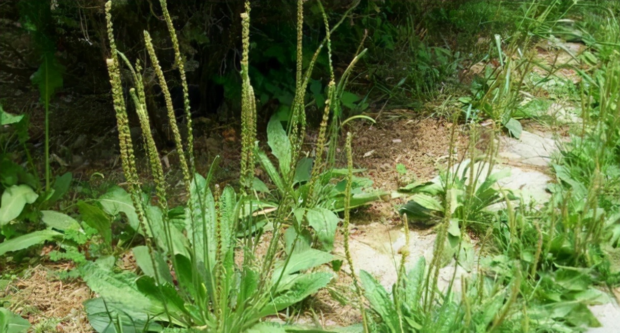野菜100种大全,能吃的100种野菜大全