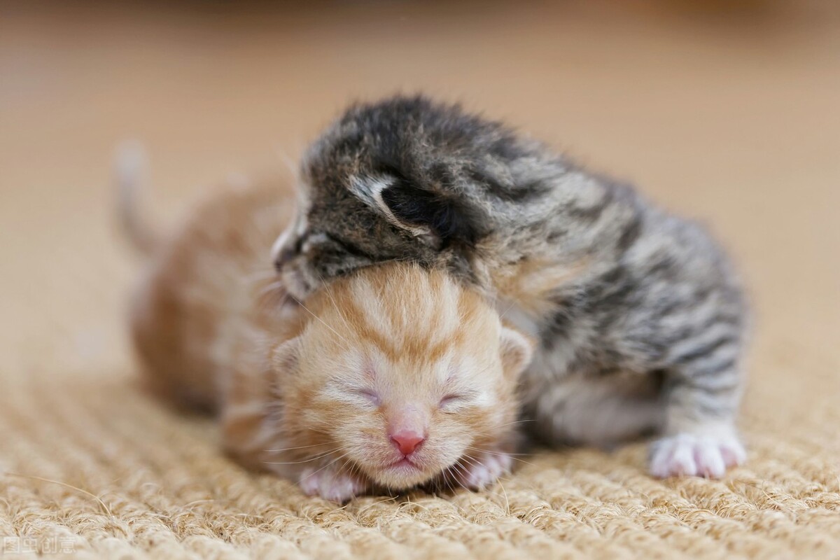 金星在十二星座的位置,金星在十二星座的爱情观