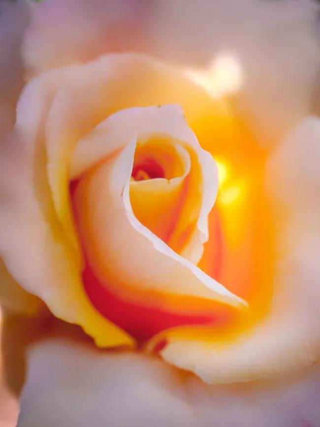 霓裳玫瑰花花语和寓意,香槟色玫瑰花花语和寓意