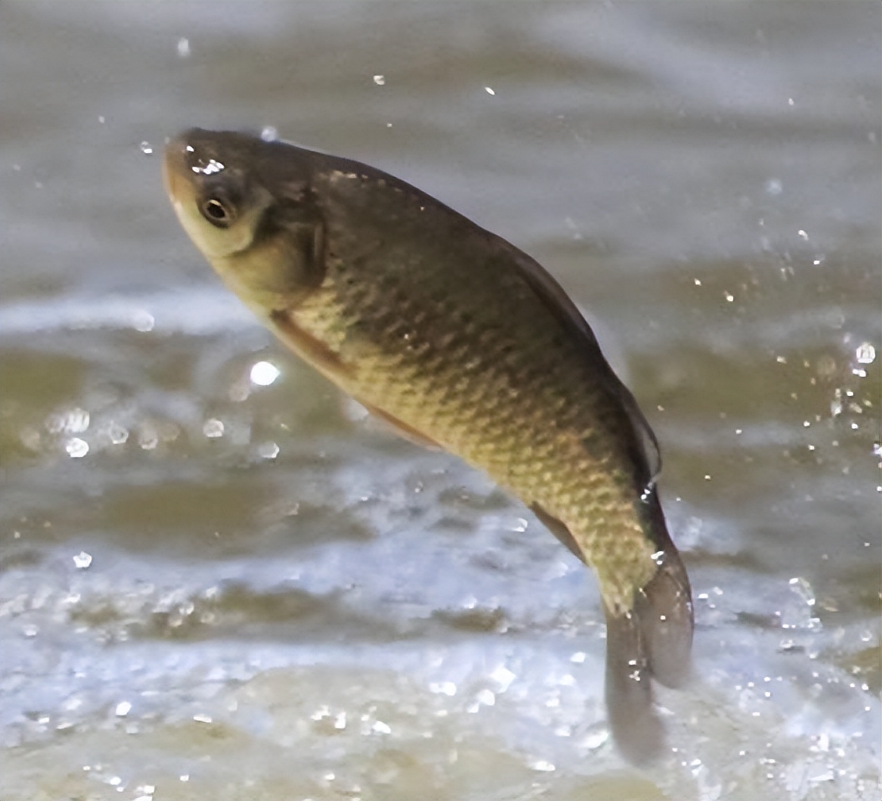 7.2米鱼竿多少克合适,鱼竿包怎么选择合适的